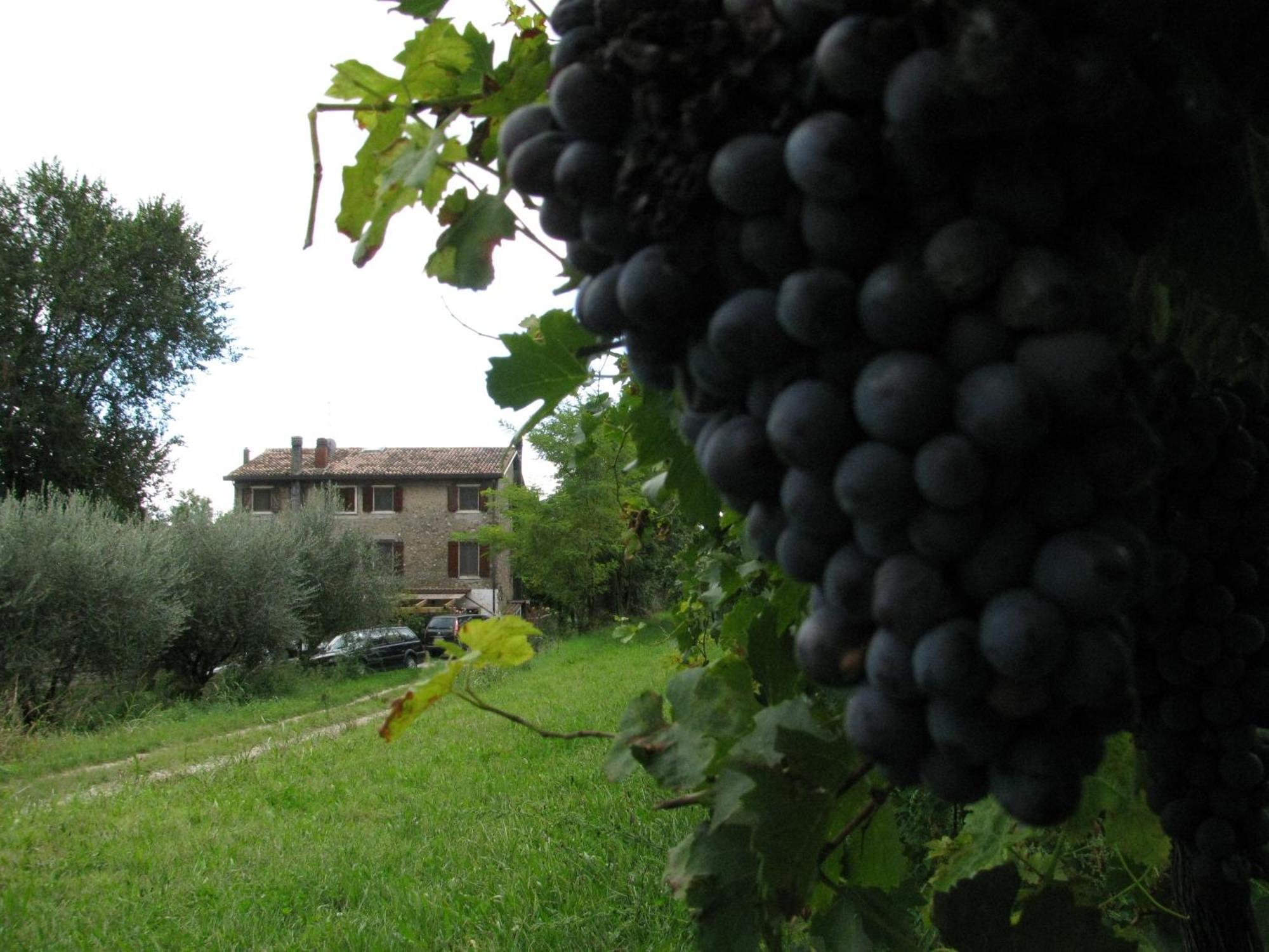 Salionze I Vigneti Bed & Breakfast מראה חיצוני תמונה
