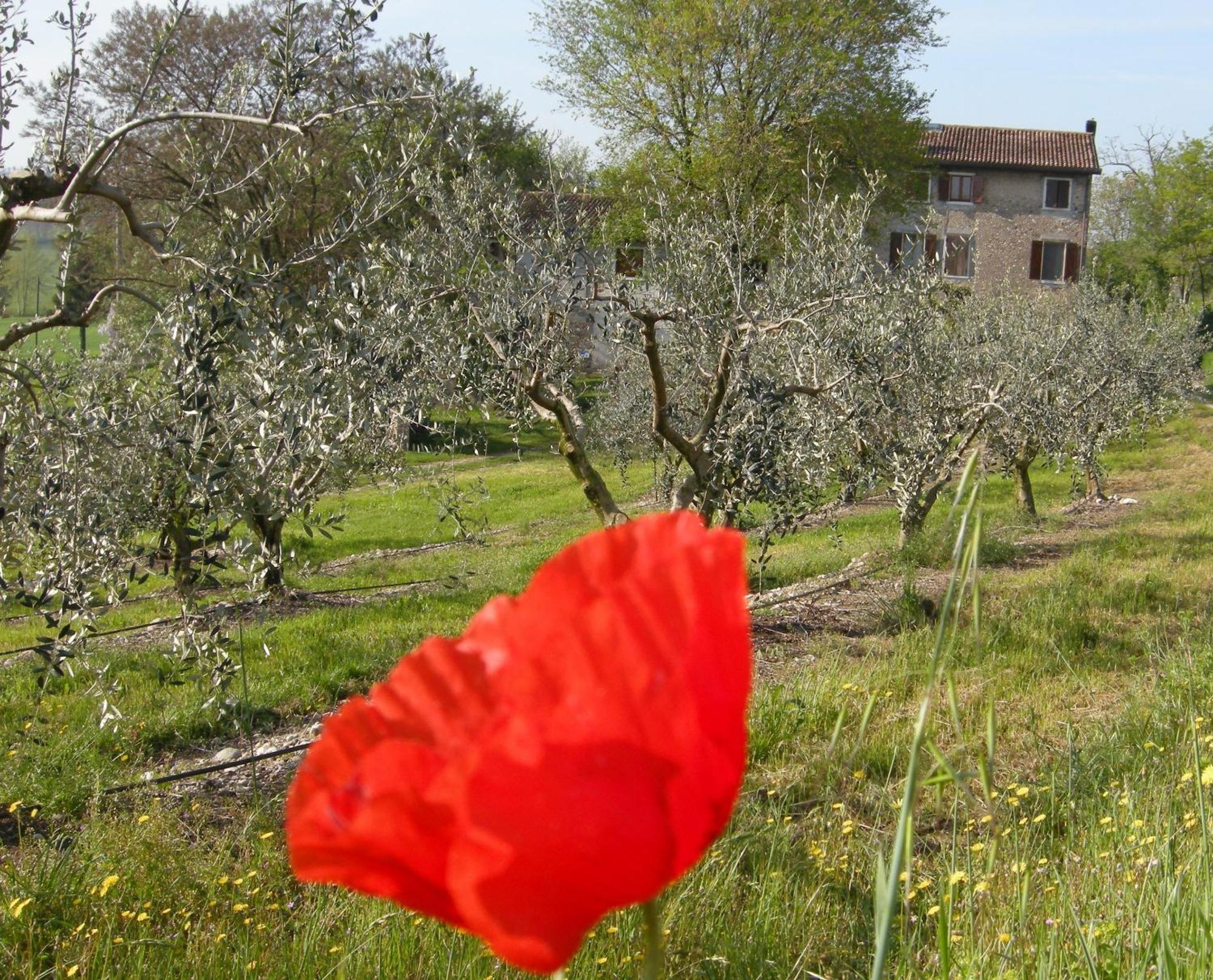 Salionze I Vigneti Bed & Breakfast מראה חיצוני תמונה